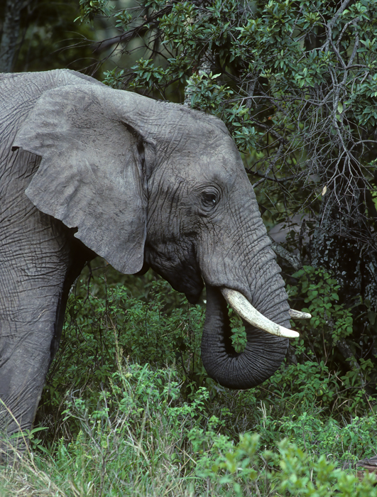 African_Savannah_Elephant_90_Kenya_001