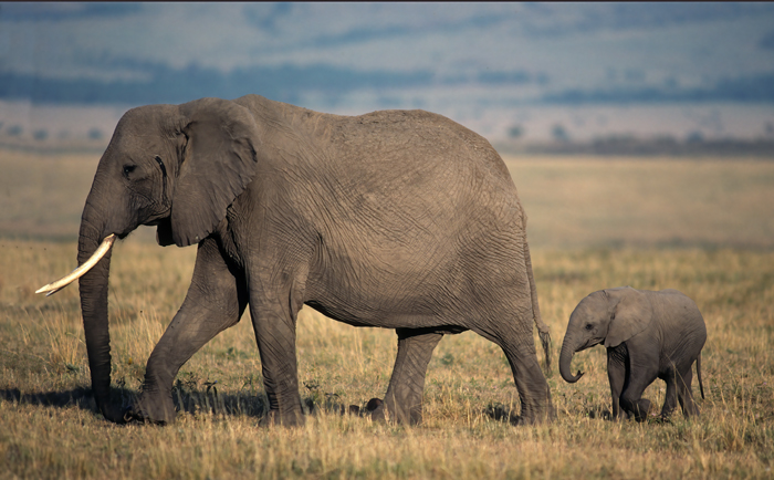 African_Savannah_Elephant_90_Kenya_002