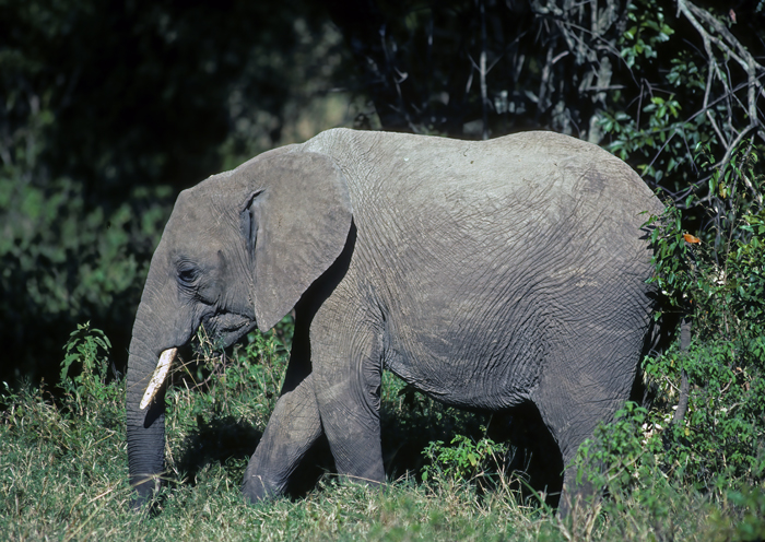 African_Savannah_Elephant_90_Kenya_003