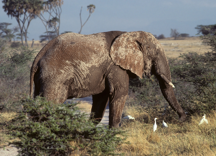 African_Savannah_Elephant_90_Kenya_004