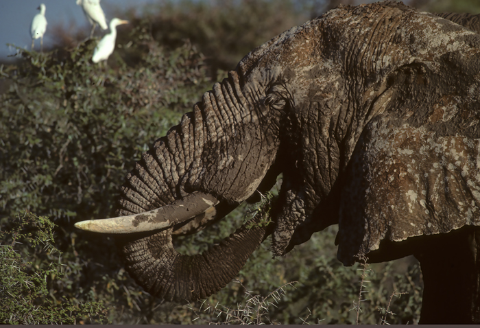 African_Savannah_Elephant_90_Kenya_006