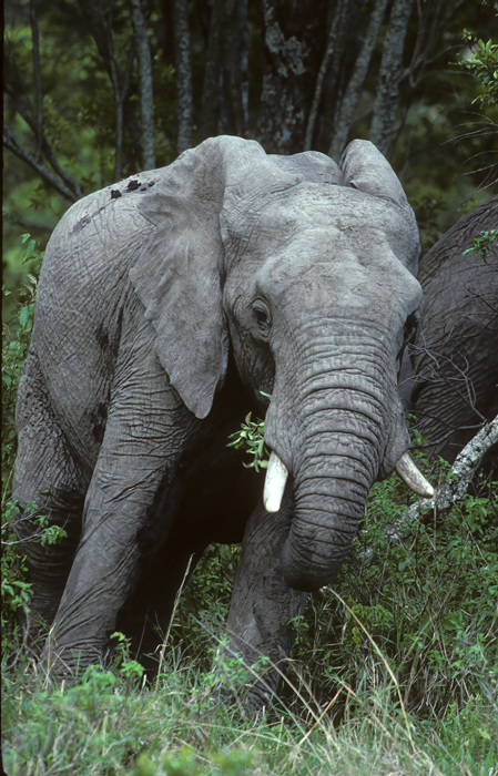 African_Savannah_Elephant_90_Kenya_007
