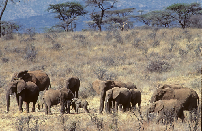 African_Savannah_Elephant_90_Kenya_009