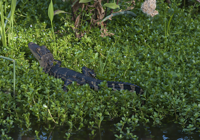 American_Alligator_09_FL_006