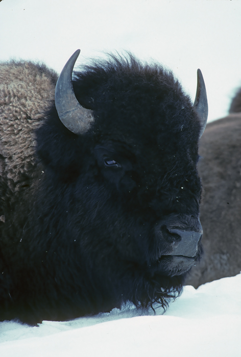 American_Bison_98_WY_001