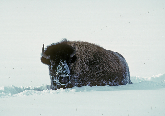 American_Bison_98_WY_002