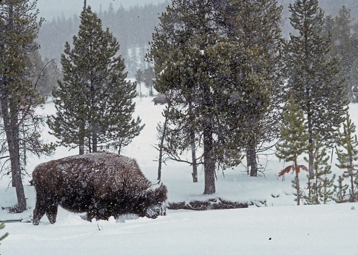 American_Bison_98_WY_003