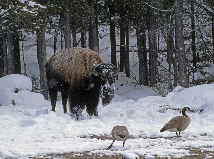 American_Bison_98_WY_005