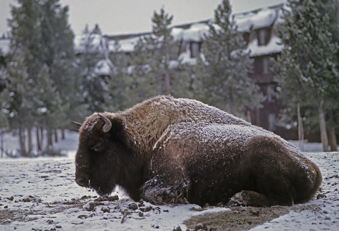American_Bison_98_WY_009