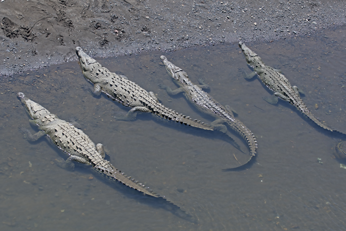 American_Crocodile_17_Costa_Rica_004