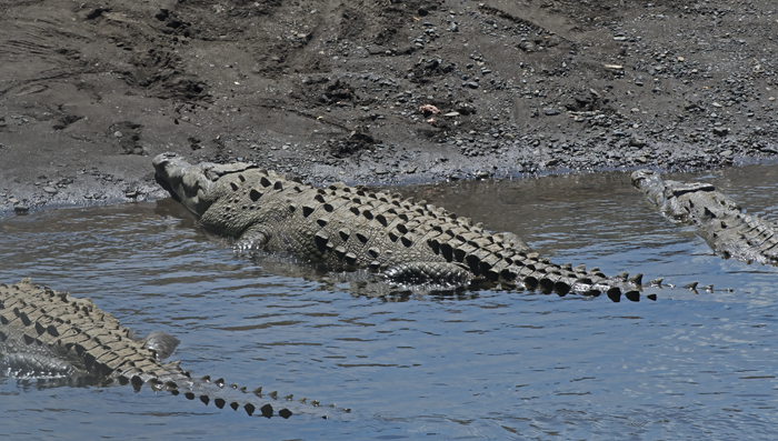 American_Crocodile_17_Costa_Rica_007
