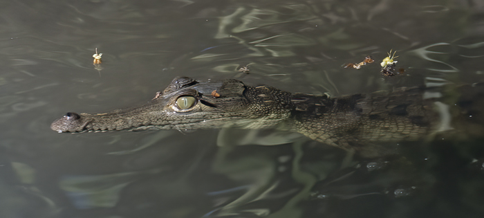 American_Crocodile_17_Costa_Rica_017