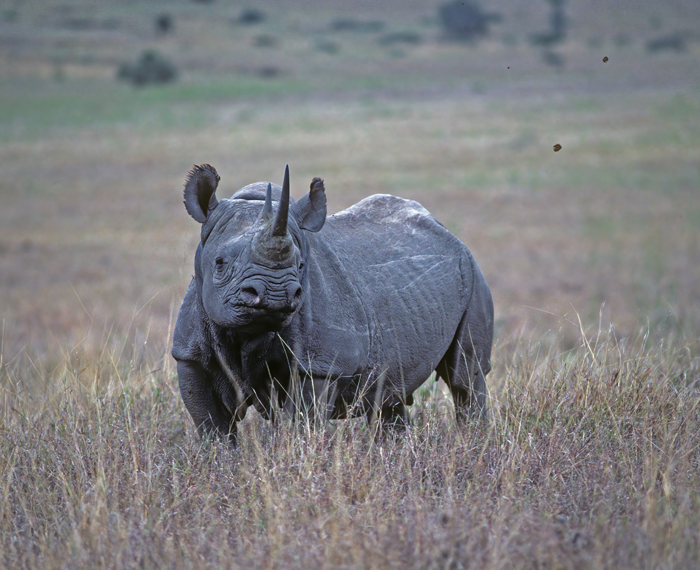 Black_Rhinoceros_90_Kenya_001