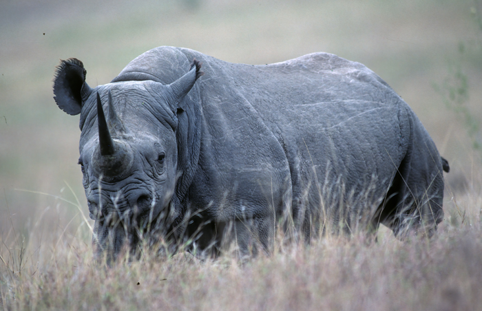 Black_Rhinoceros_90_Kenya_002