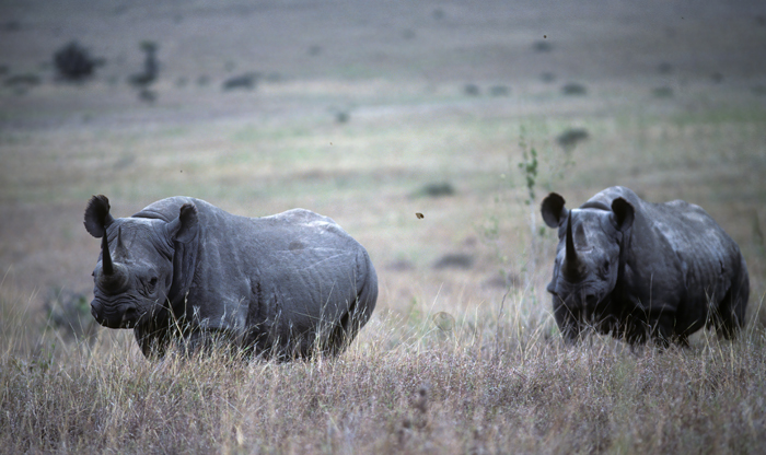 Black_Rhinoceros_90_Kenya_003