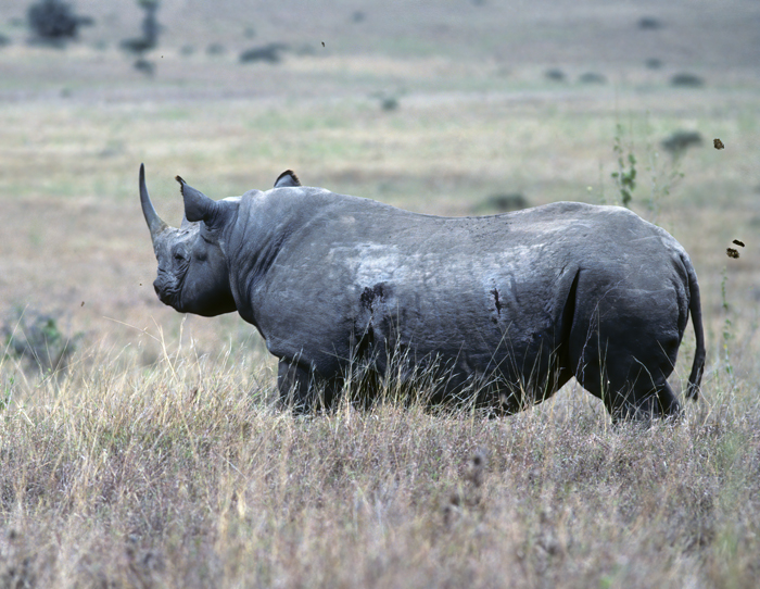 Black_Rhinoceros_90_Kenya_004