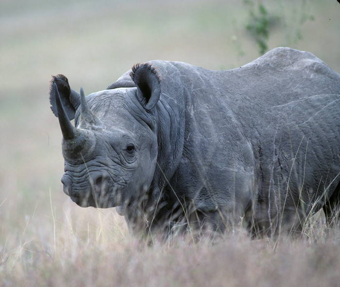 Black_Rhinoceros_90_Kenya_005