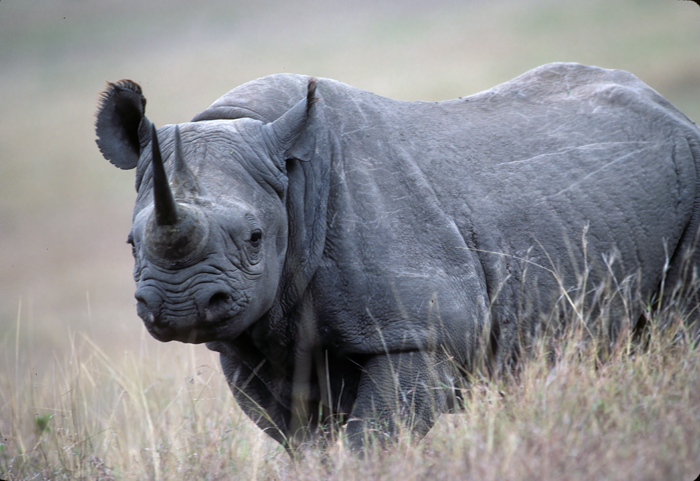 Black_Rhinoceros_90_Kenya_006