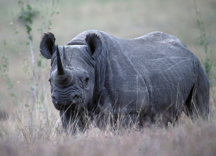 Black_Rhinoceros_90_Kenya_007