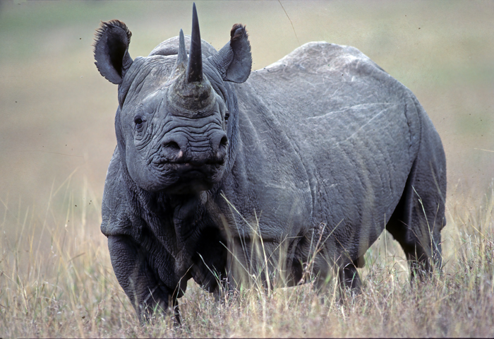 Black_Rhinoceros_90_Kenya_008
