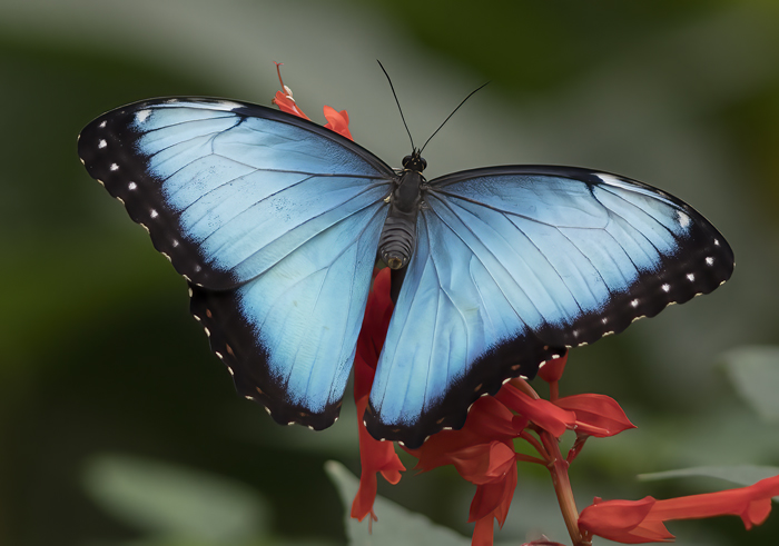 Blue_Morpho_Butterfly_17_Costa_Rica_054