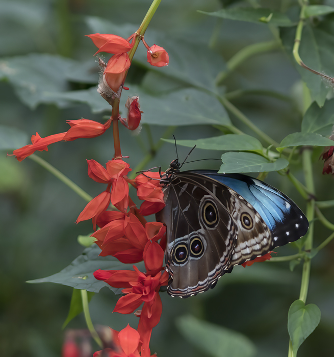 Blue_Morpho_Butterfly_17_Costa_Rica_066