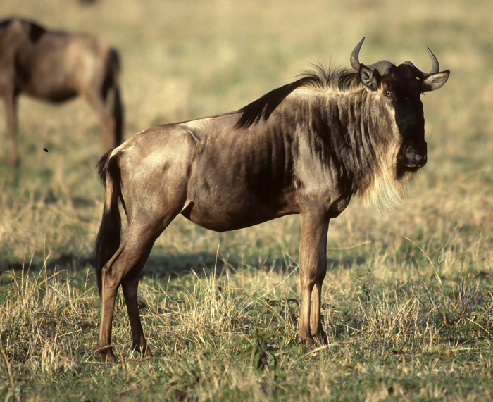 Blue_Wildebeest_90_Kenya_002