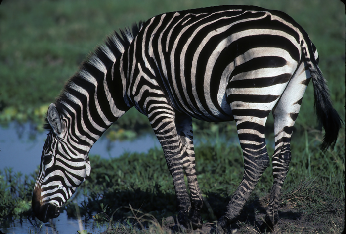 Burchells_Zebra_90_Kenya_002