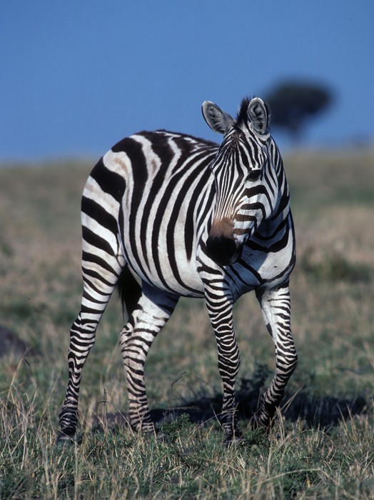 Burchells_Zebra_90_Kenya_003