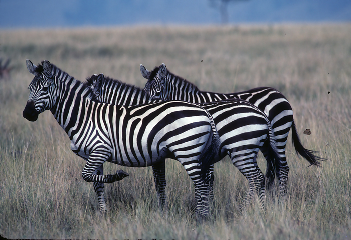 Burchells_Zebra_90_Kenya_005