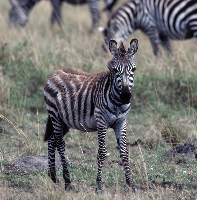 Burchells_Zebra_90_Kenya_006