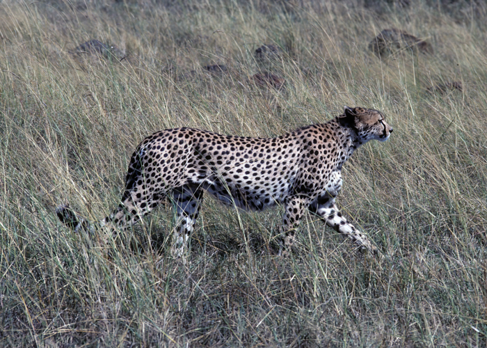 Cheetah_90_Kenya_001