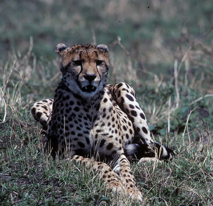 Cheetah_90_Kenya_002