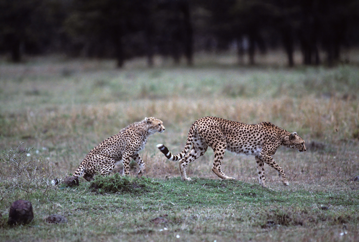 Cheetah_90_Kenya_004