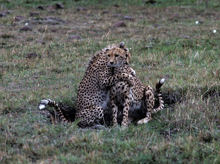 Cheetah_90_Kenya_006