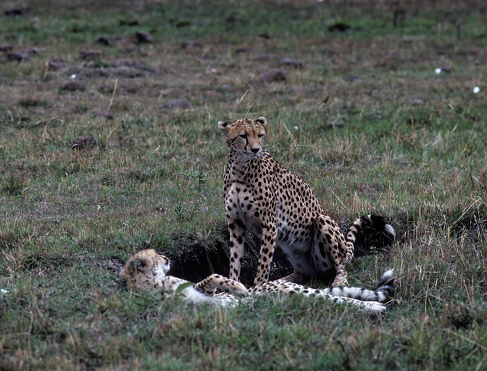 Cheetah_90_Kenya_007