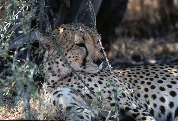 Cheetah_90_Kenya_008