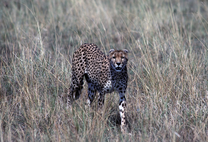 Cheetah_90_Kenya_009