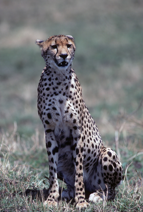 Cheetah_90_Kenya_010