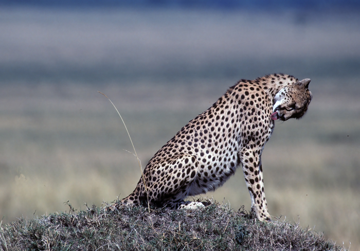 Cheetah_90_Kenya_011