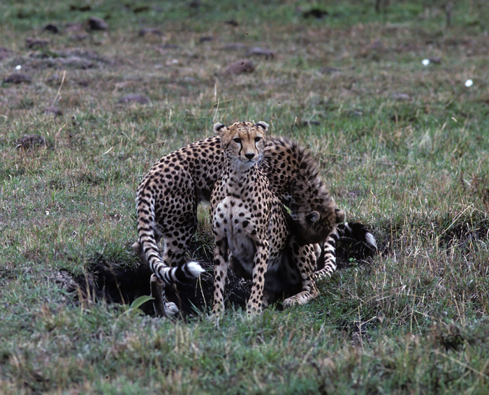 Cheetah_90_Kenya_012