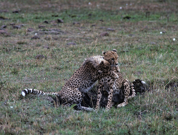 Cheetah_90_Kenya_013