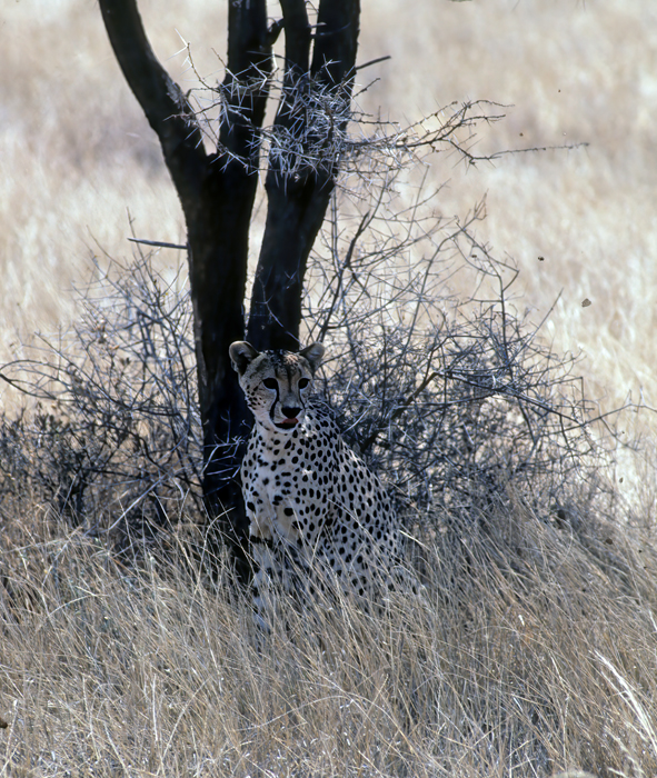 Cheetah_90_Kenya_014