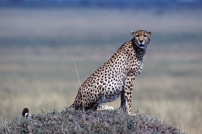 Cheetah_90_Kenya_015
