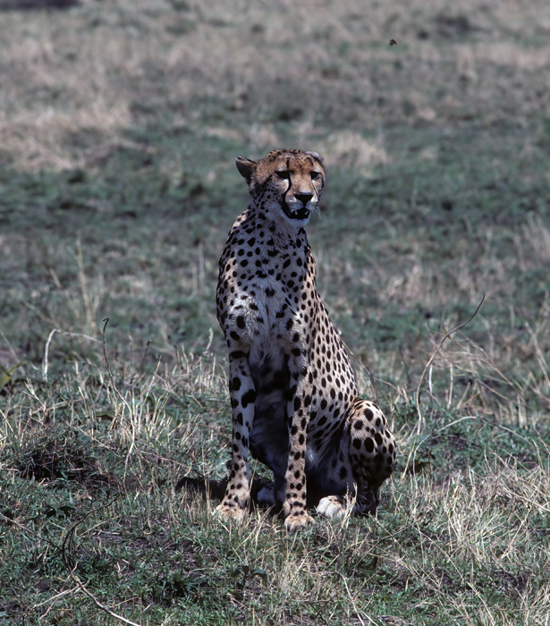 Cheetah_90_Kenya_016