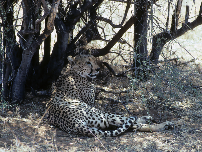 Cheetah_90_Kenya_017