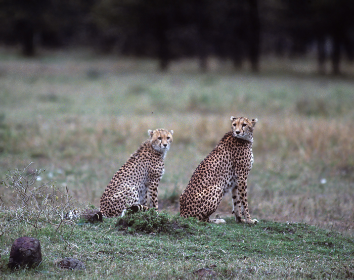 Cheetah_90_Kenya_018
