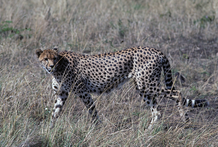 Cheetah_90_Kenya_019