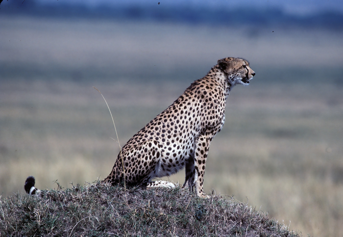 Cheetah_90_Kenya_020