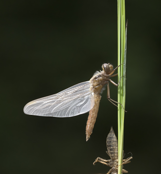 Dragonfly_003